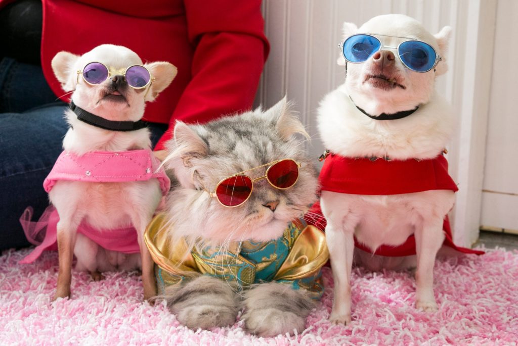 patternmaking for dog garments - strange college classes