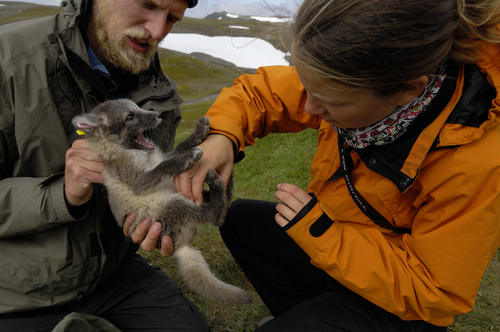 Veterinarian Training Schools