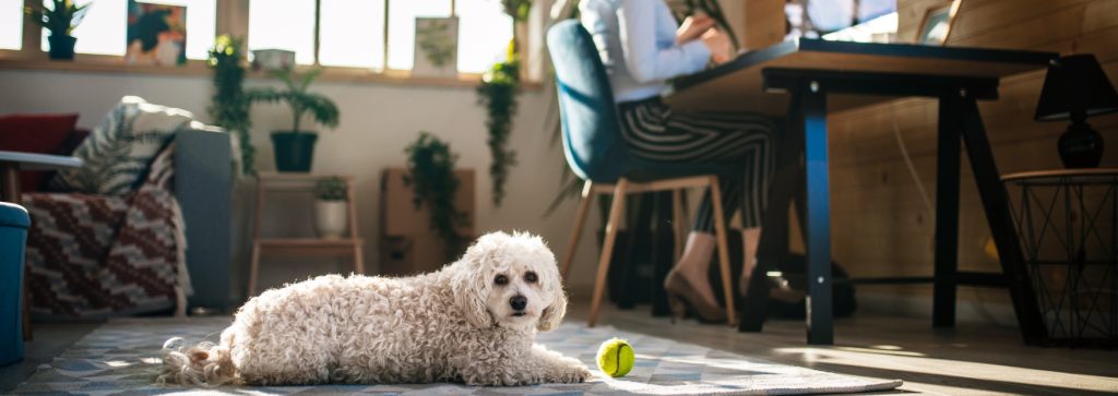 Pet-Friendly College Dorms - featured image