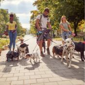 Dog Walking - Top 20 Best Side Hustles for College Students