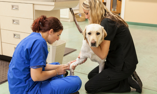 All About the Veterinary Technician - Image