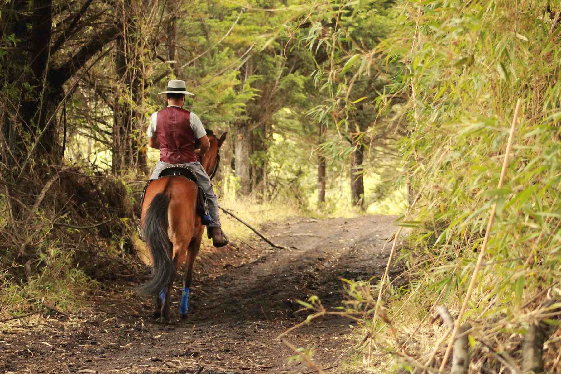 A man on horseback riding through a forest path